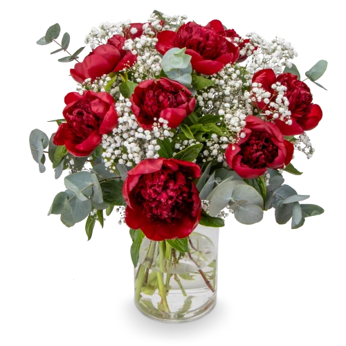 Bouquet of burgundy peonies